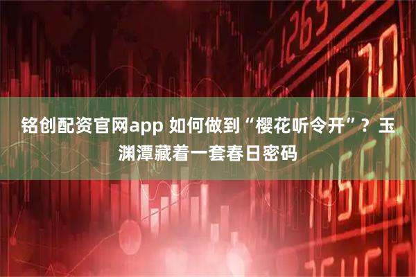铭创配资官网app 如何做到“樱花听令开”？玉渊潭藏着一套春日密码